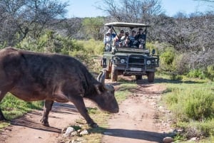 Au départ du Cap : 2 jours de safari en 4x4 et de découverte de la faune et de la flore