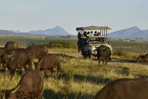 Kapkaupungista: 2 päivän villieläin- ja 4x4-safari kokemus
