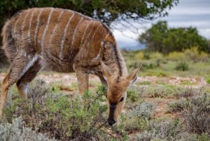Fra Cape Town: 2-dages dyreliv og 4x4-safarioplevelse