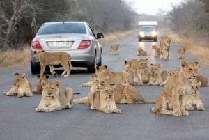 Au départ de Johannesburg : 12 jours de grande aventure au Cap