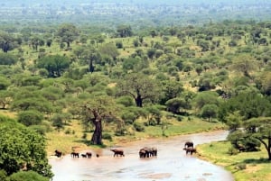 Från Johannesburg: 12-dagars safari till Kapstaden via Durban