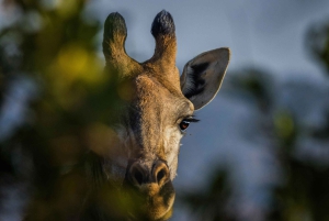 Au départ de Stellenbosch : circuit de 3 jours sur la Garden Route avec safari