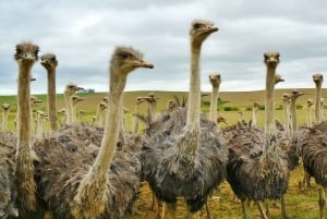 Au départ de Stellenbosch : circuit de 3 jours sur la Garden Route avec safari