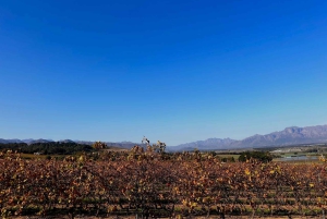 Au départ de Stellenbosch : circuit de 3 jours sur la Garden Route avec safari