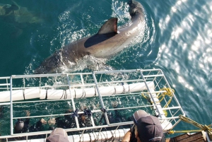 Gansbaai: Shark Dive & Big 5 Sea Safari Combo Boat Trip