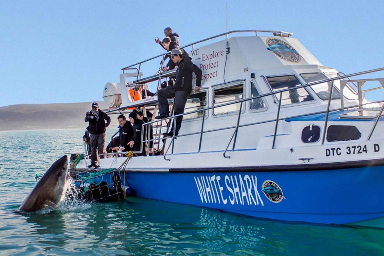 Gansbaai: combi boottrip haaienduik & walvissen spotten
