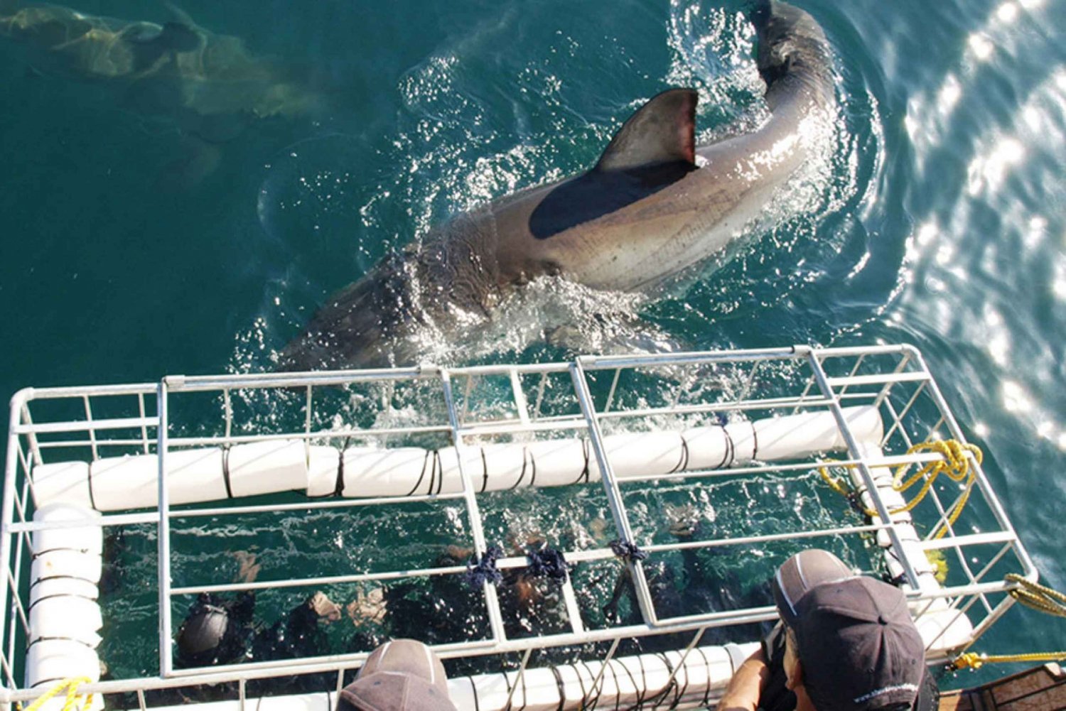 Gansbaai: Shark Dive & Whale Watching Combo Boat Trip