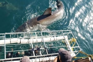 Från Gansbaai: Båtutflykt med hajdykning och valsafari