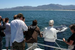 Gansbaai: Kombibådstur med hajdykning og hvalsafari