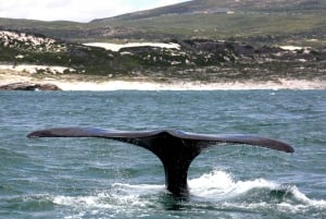 Gansbaai: Kombibådstur med hajdykning og hvalsafari