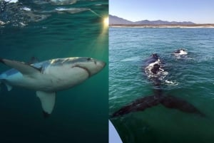 Gansbaai: Gansbana: Shark Dive & Whale Watching Combo Boat Trip: Shark Dive & Whale Watching Combo Boat Trip