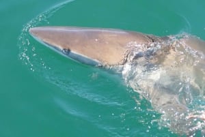 Gansbaai: Excursión en barco combinada de buceo con tiburones y avistamiento de ballenas
