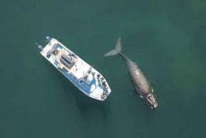 Gansbaai: Excursión en barco combinada de buceo con tiburones y avistamiento de ballenas