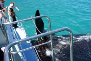 Gansbaai: osservazione delle balene in barca