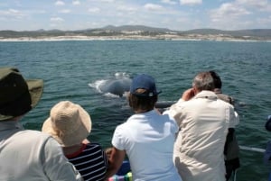Gansbaai: Gansbana: Whale Watching Trip by Boat