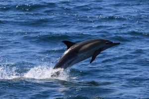 Gansbaai: Avistamiento de ballenas en barco