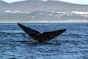 Gansbaai: boottocht walvisspotten
