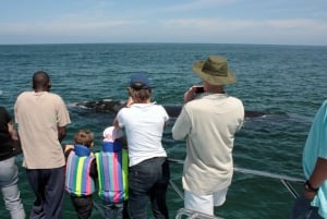 Gansbaai : Excursion d'observation des baleines en bateau