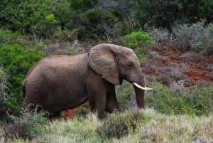 Garden Route and Addo: 5-Day Tour from Cape Town