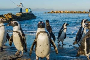 Garden Route and Wine Route 5 Day Tour from Cape Town