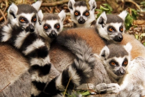 Garden Route Private Full-Day Safari from Port Elizabeth