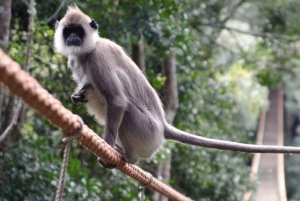 Garden Route Private Full-Day Safari from Port Elizabeth