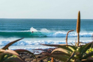 Garden Route Private Full-Day Safari from Port Elizabeth