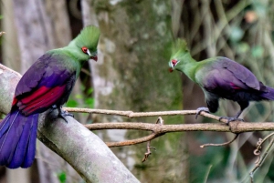 Garden Route Private Full-Day Safari from Port Elizabeth
