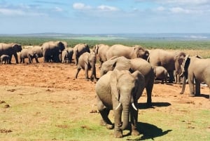 Garden Route Private Safari Tour from Cape Town for 4 Days