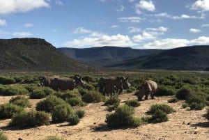 Safari sur la Route des jardins et plongée avec le grand requin blanc