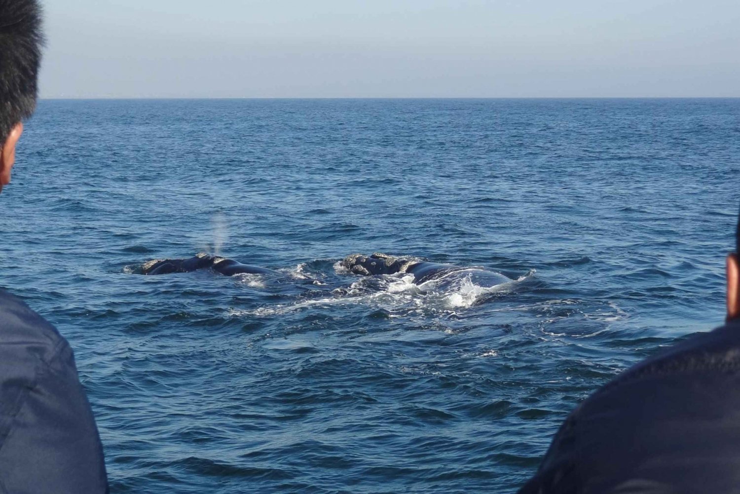 Go-whale-watching-in-Hermanus