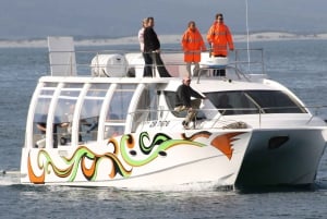 Hermanus: esperienza di osservazione delle balene in barca