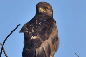 Observación de aves en Klein Karoo