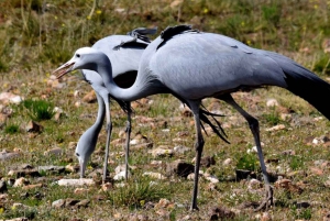 Fågelskådning i Klein Karoo