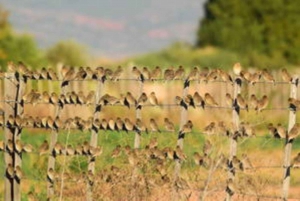 Klein Karoo Birding