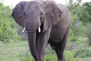 Klein Karoo, Garden Route and Addo Shore 3-Day Excursion