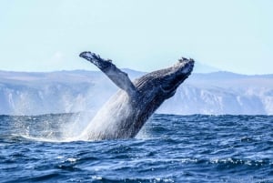 Knysna: Close Encounter Whale Watching Tour by Boat