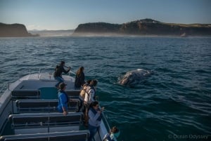 Knysna: Knynnysa: Close Encounter Whale Watching Tour by Boat (Lähikohtaaminen valaiden katselukierros veneellä)