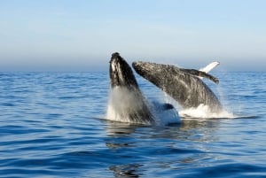 Knysna: Encuentro cercano con ballenas en barco