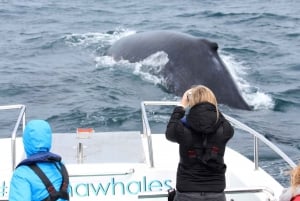 Knysna: Passeio de Barco para Observação de Baleias