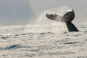 Knysna: Whale Watching-Tour aus nächster Nähe mit dem Boot
