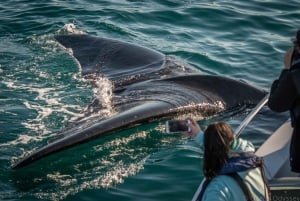 Knysna: incontro ravvicinato con avvistamento di balene in barca