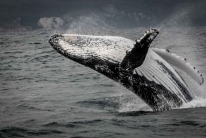 Knysna: Close Encounter Whale Watching Tour med båt
