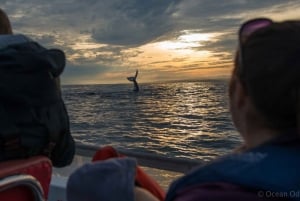 Knysna: Passeio de Barco para Observação de Baleias
