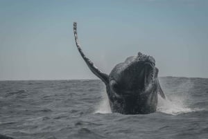 Knysna: Close Encounter Whale Watching Tour by Boat