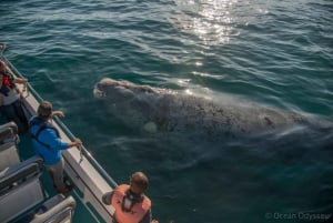 Knysna: Knynnysa: Close Encounter Whale Watching Tour by Boat (Lähikohtaaminen valaiden katselukierros veneellä)