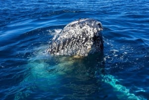 Knysna : Excursion d'observation des baleines en bateau (Close Encounter Whale Watching Tour)
