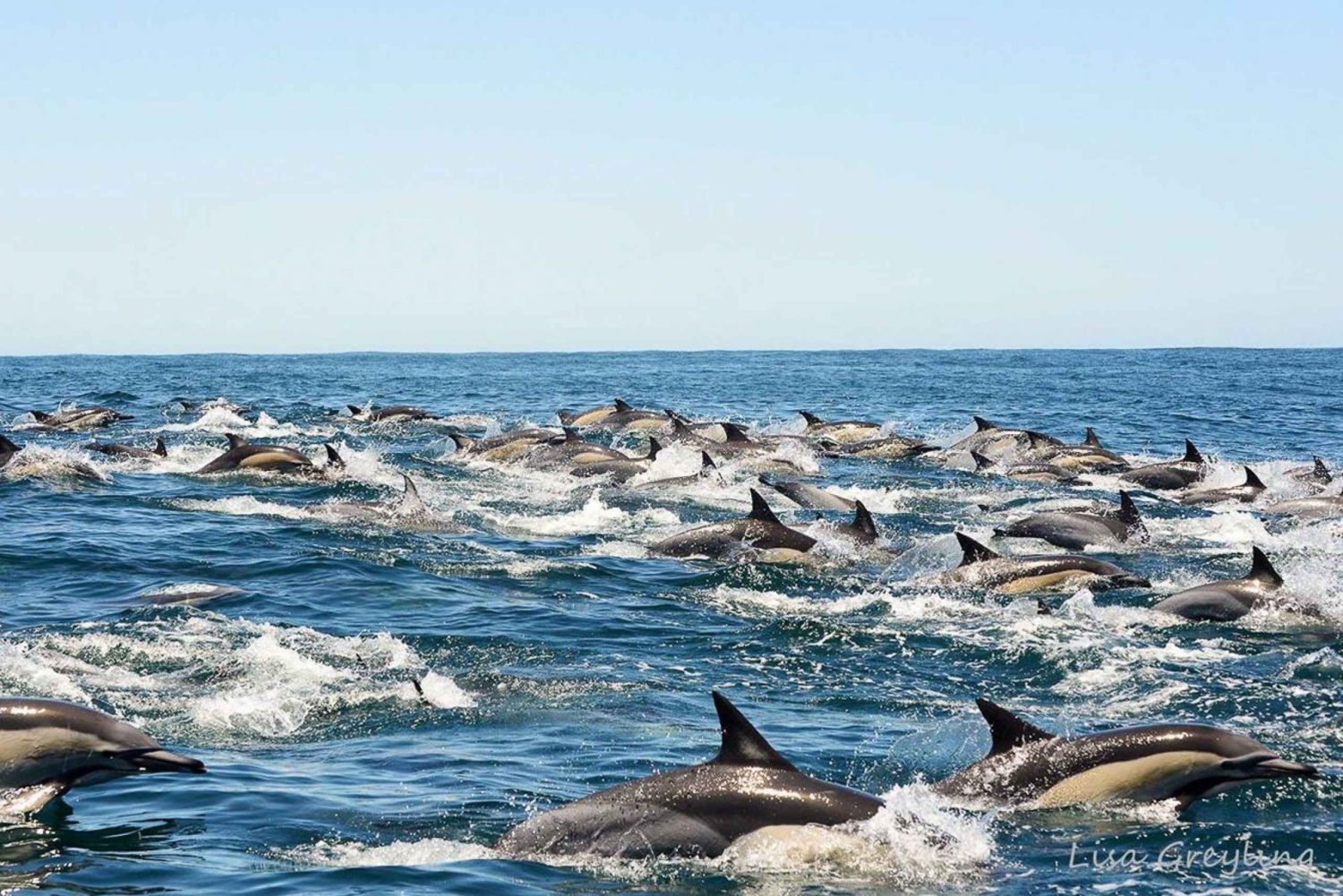 Knysna: Dolphin Watching and Garden Route Coastline Cruise