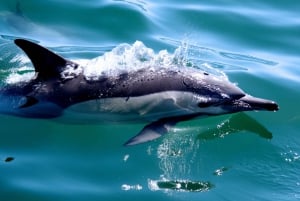 Knysna: Dolphin Watching and Garden Route Coastline Cruise
