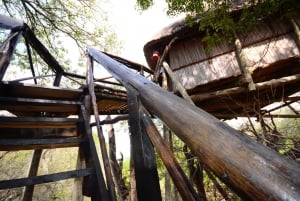 Kruger National Park: 3-Day Safari Tour and Treehouse Stay